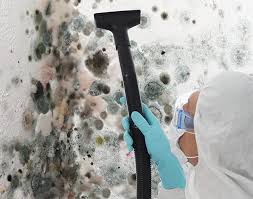 Best Basement Mold Removal  in Wintersville, OH